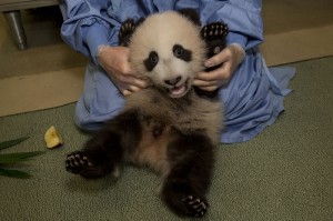 Xiao Liwu Shows Off Growing Belly