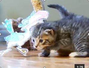 The Lion King (Cute Kitten Version)