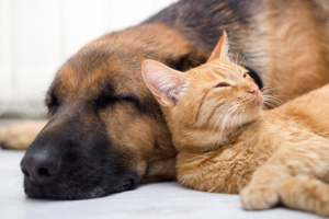 May is National Pet Month: Tips For Cutting Pet Care Costs