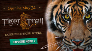 San Diego Zoo Safari Park’s New Tull Family Tiger Trail!