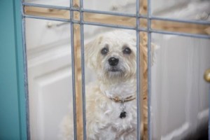 What to Know Before Bringing  Home an Adopted Dog