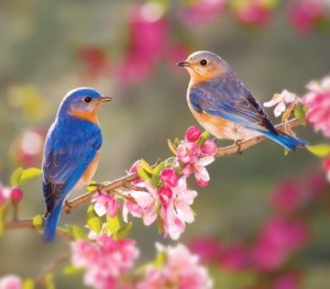 Is Your Yard Wildlife-Friendly?