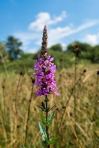 Create a Healthy Ecosystem in Your Own Yard