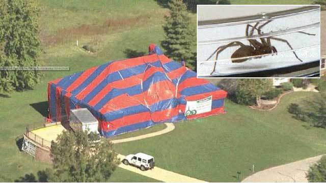 Spiders Force Family from Upscale Missouri Home – YIKES!