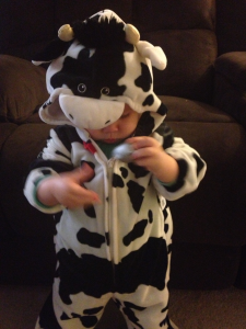 stella cow
