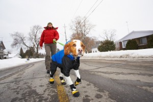 Tips to Protect Your Pets this Winter