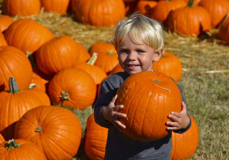 San Diego’s top 5 perfect pumpkin patches