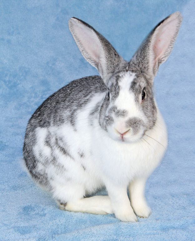 The “Easter Bunny” Don’t Lay Eggs But it Does Live 8 to 12 years