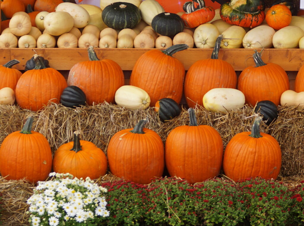 Pumpkin Patches in San Diego