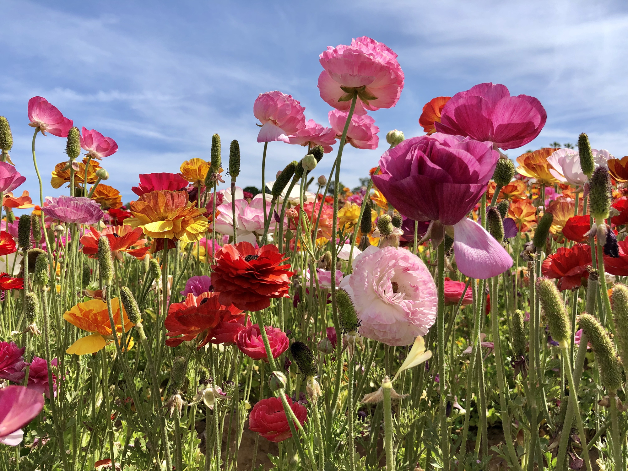 Best things to do this Spring in San Diego
