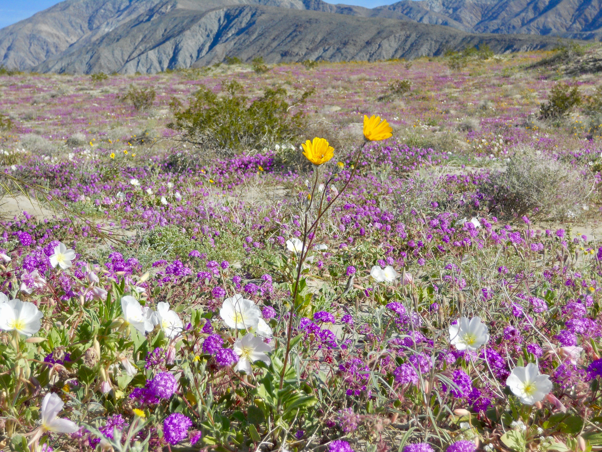 Road trip idea: Anza-Borrego State Park for the Super Bloom!