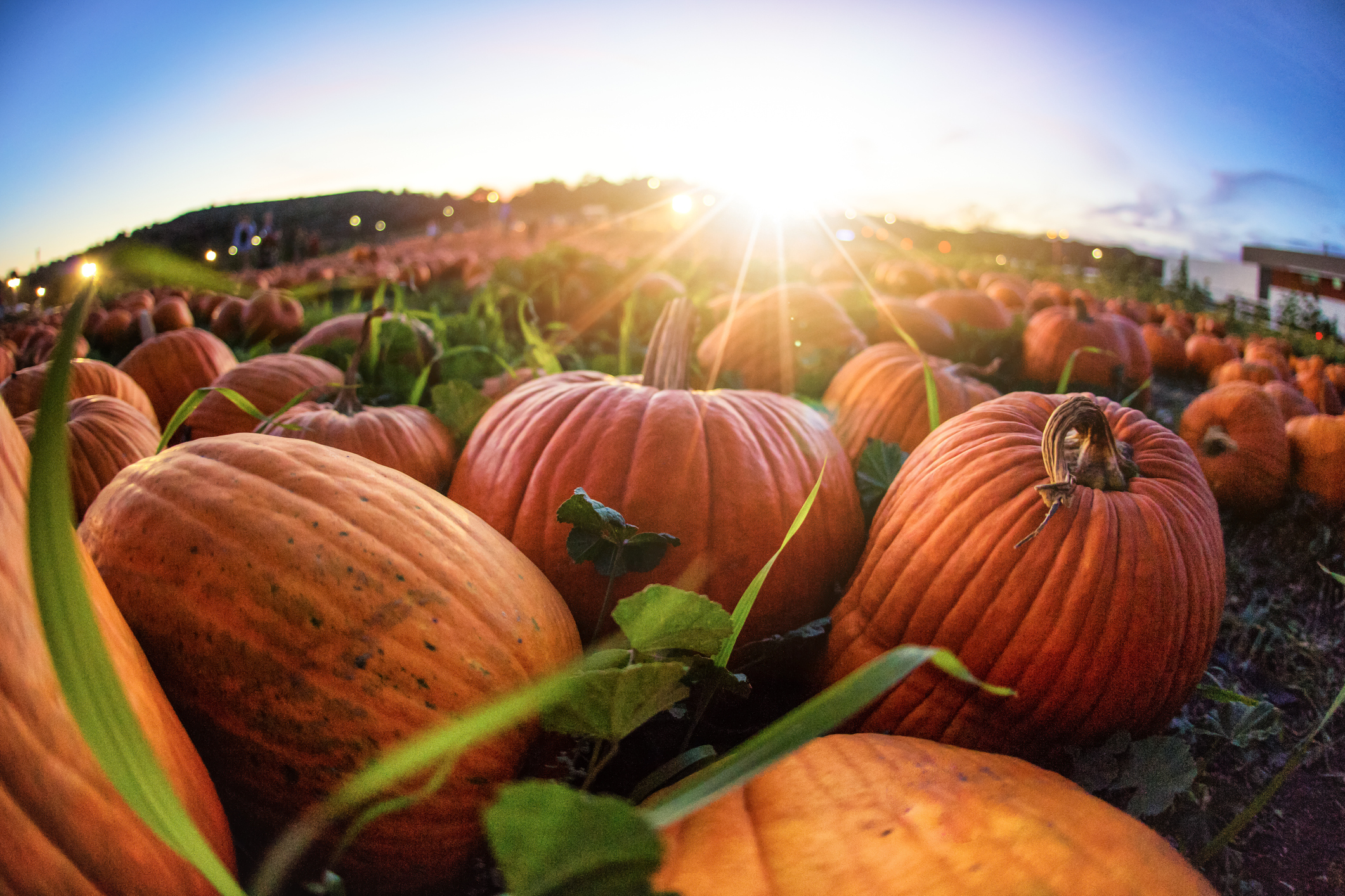 Ultimate List of San Diego Pumpkin Patches