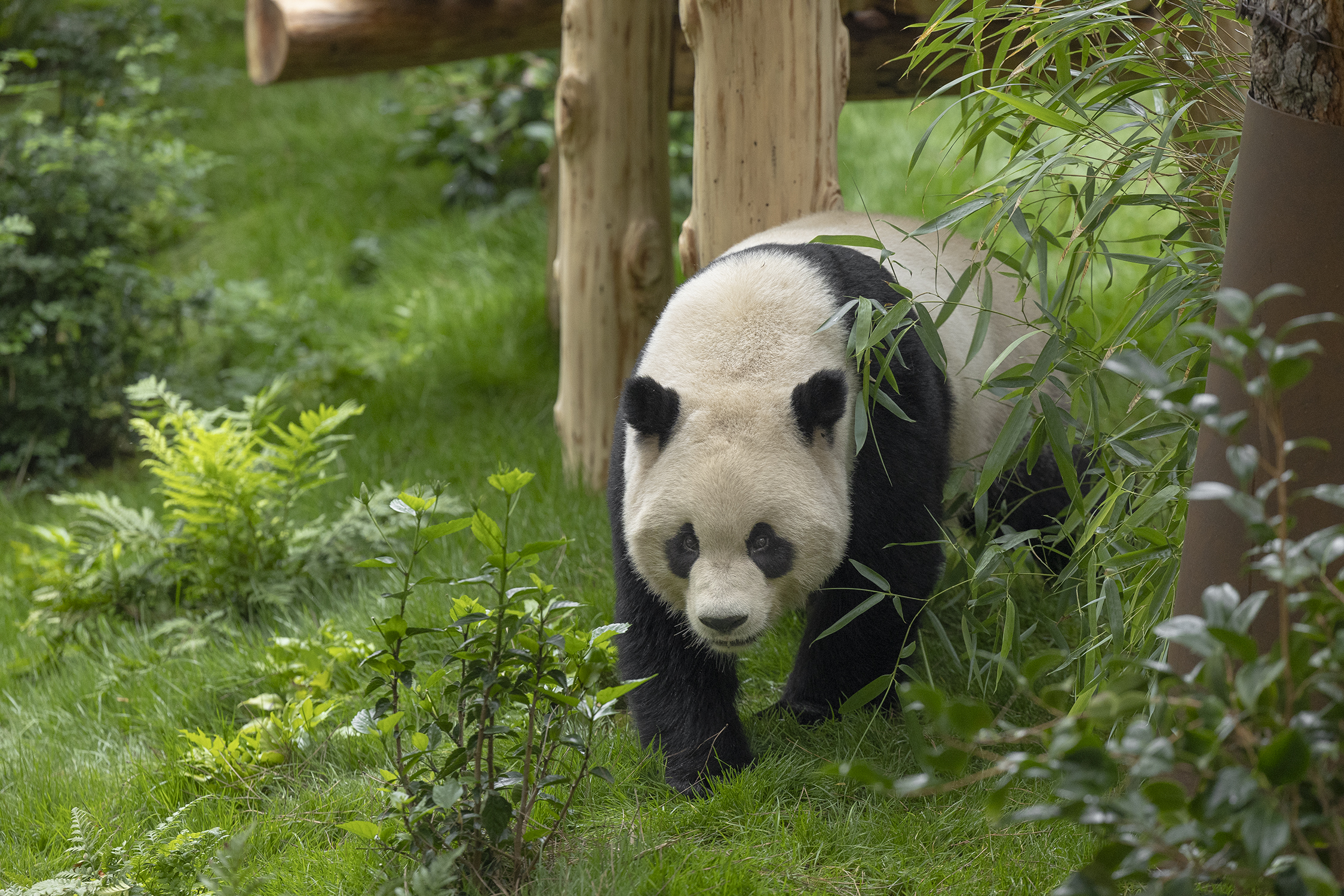 How to See the Pandas at the San Diego Zoo