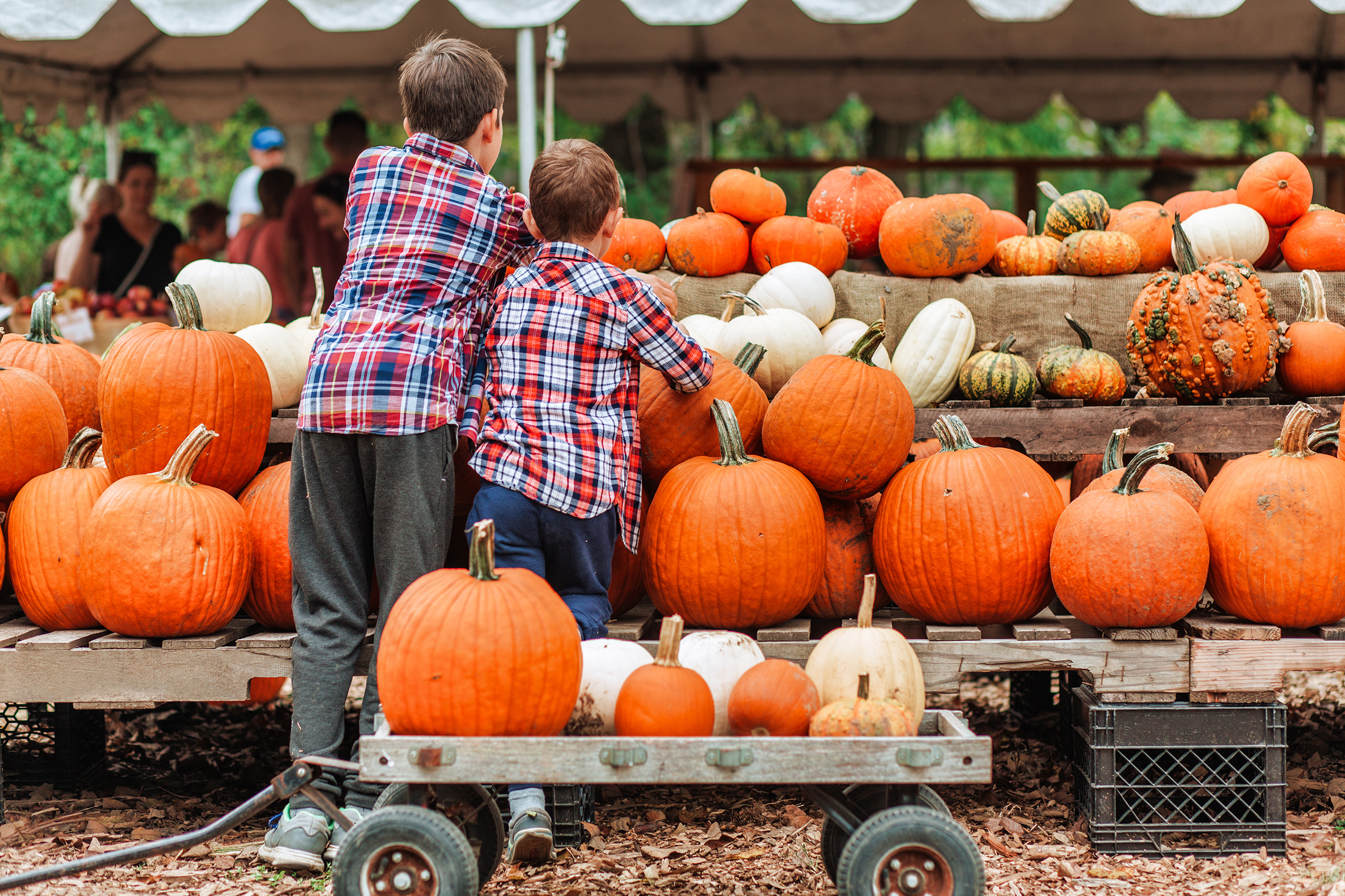 San Diego Pumpkin Patches 2024