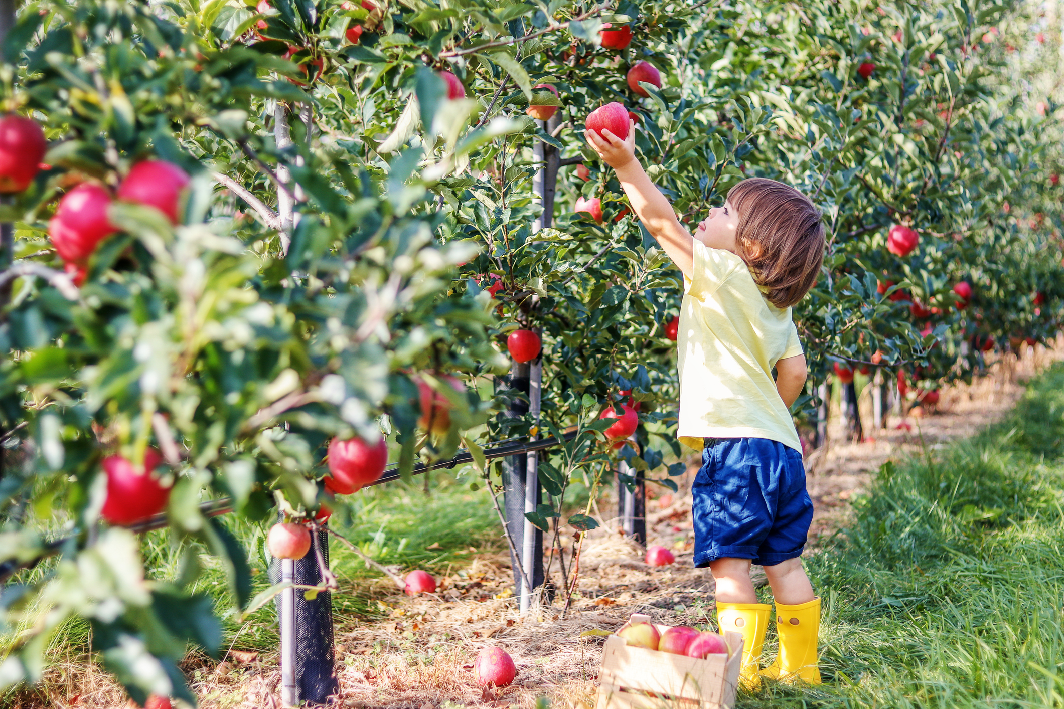 Where to Take Your Kids Apple Picking in San Diego