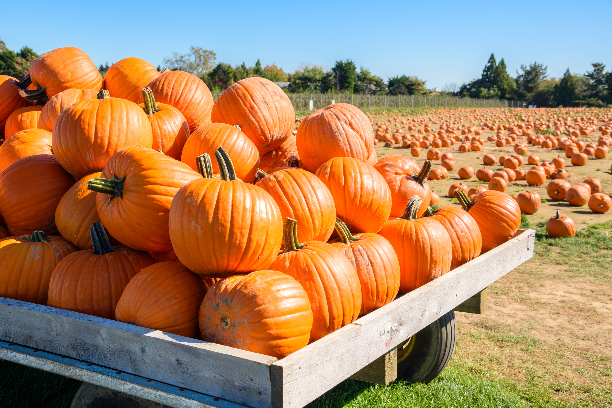 San Diego Pumpkin Patches to Visit in 2025